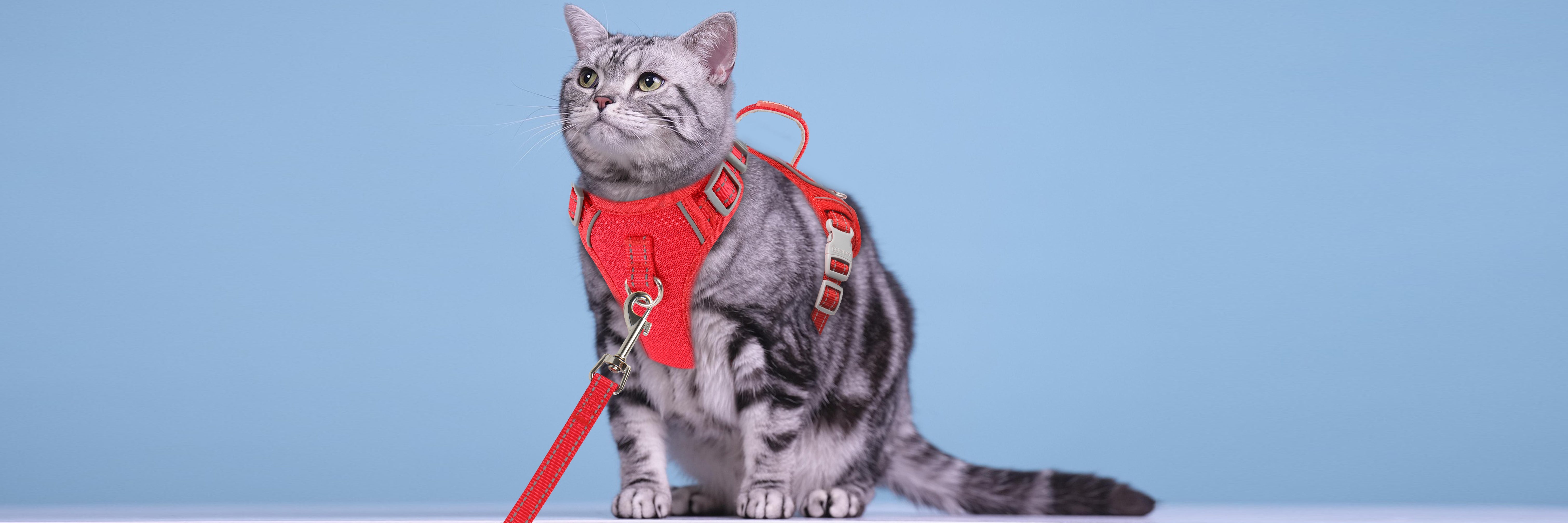 A Little Freedom, A Lot of Safety — The Cat Harness That Makes Outdoor Adventures Possible