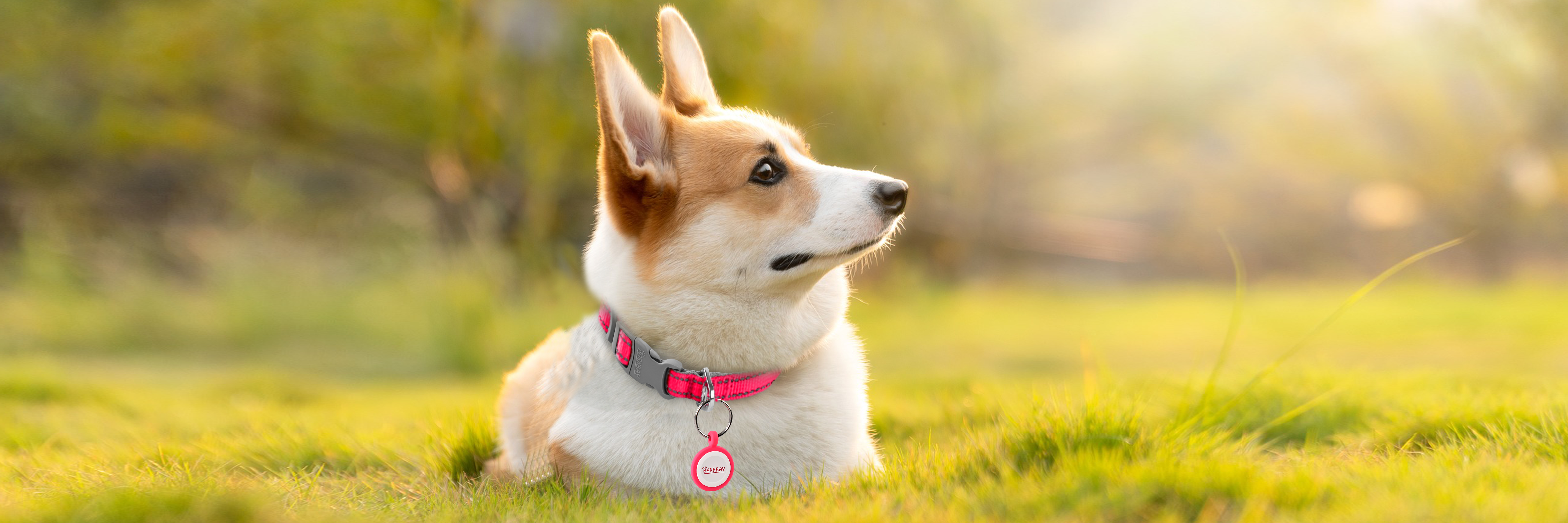 The Quiet Guardian: A Smarter Way to Keep Dogs Safe