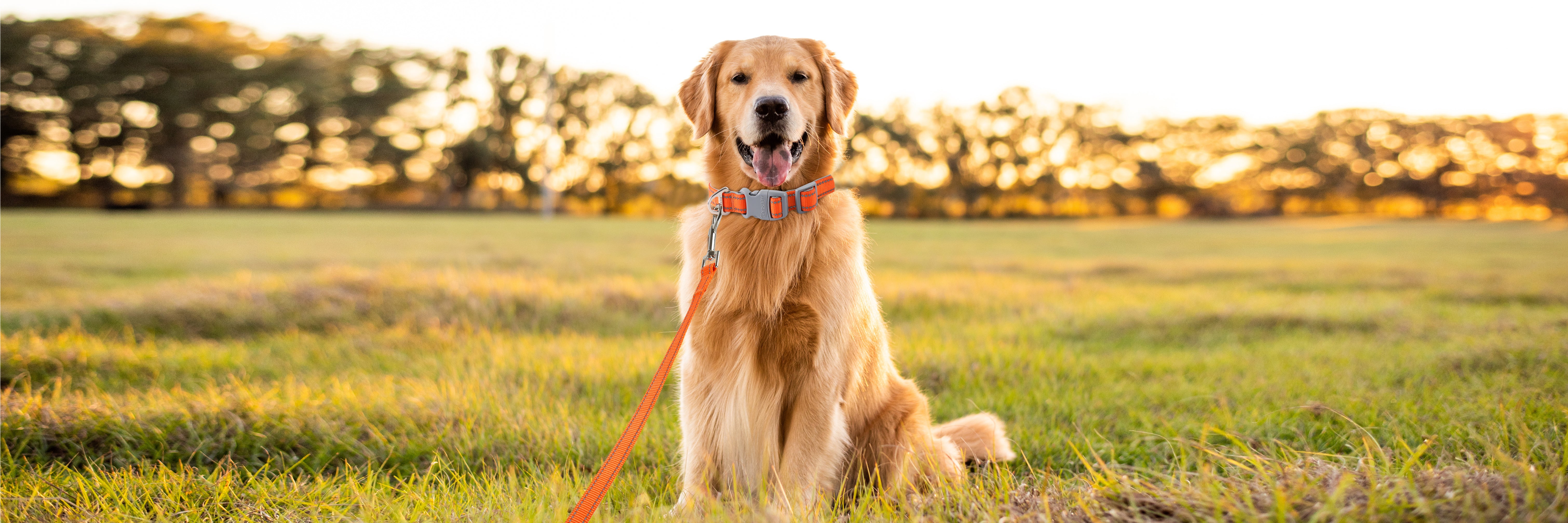 Behind the Scenes of BARKBAY: The Story of Our Adventure Dog Collar & Leash Set