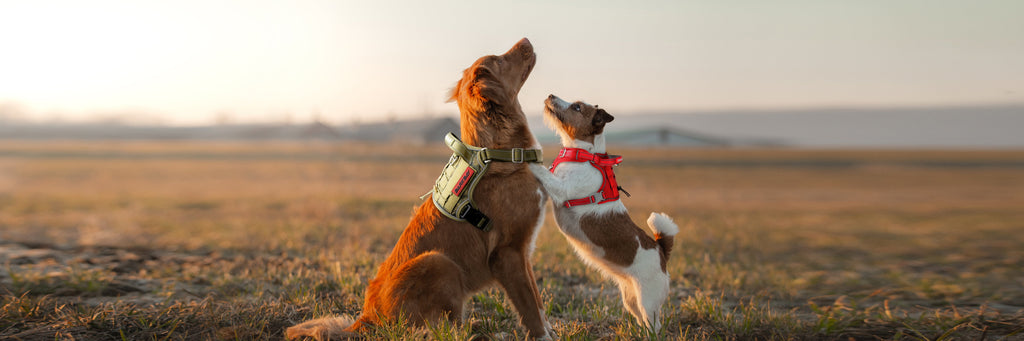 Is a Tactical Dog Harness Necessary for Daily Use?