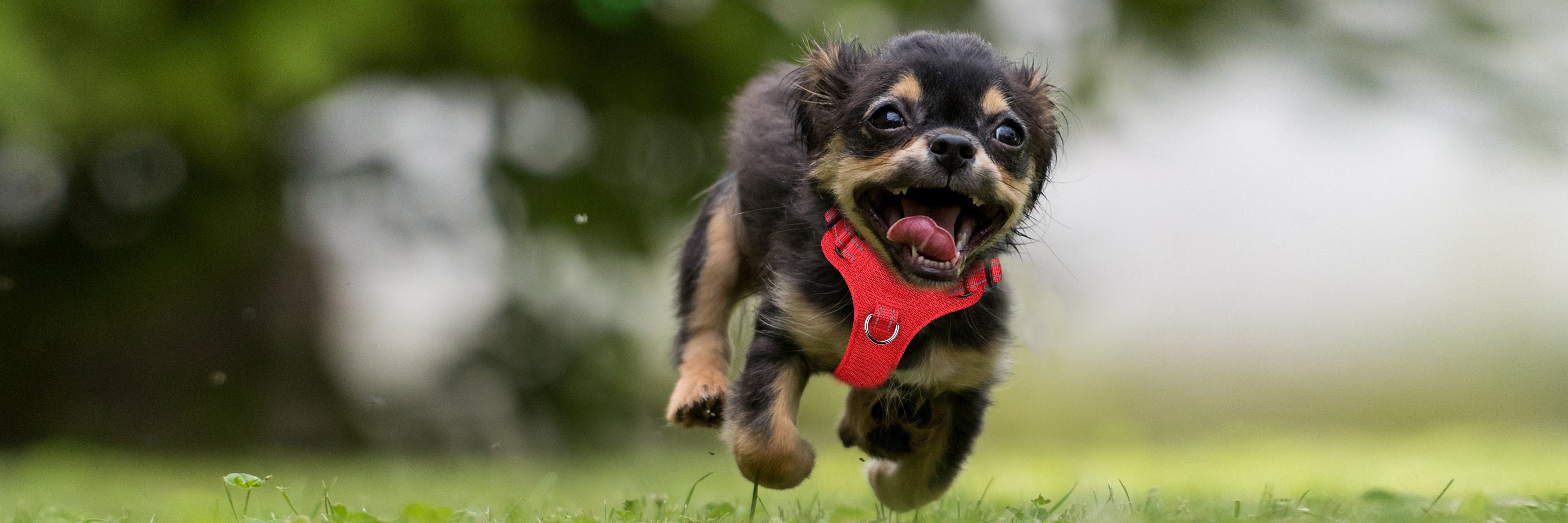 Spring is Coming: Gear Up for Outdoor Adventures with Your Pet!