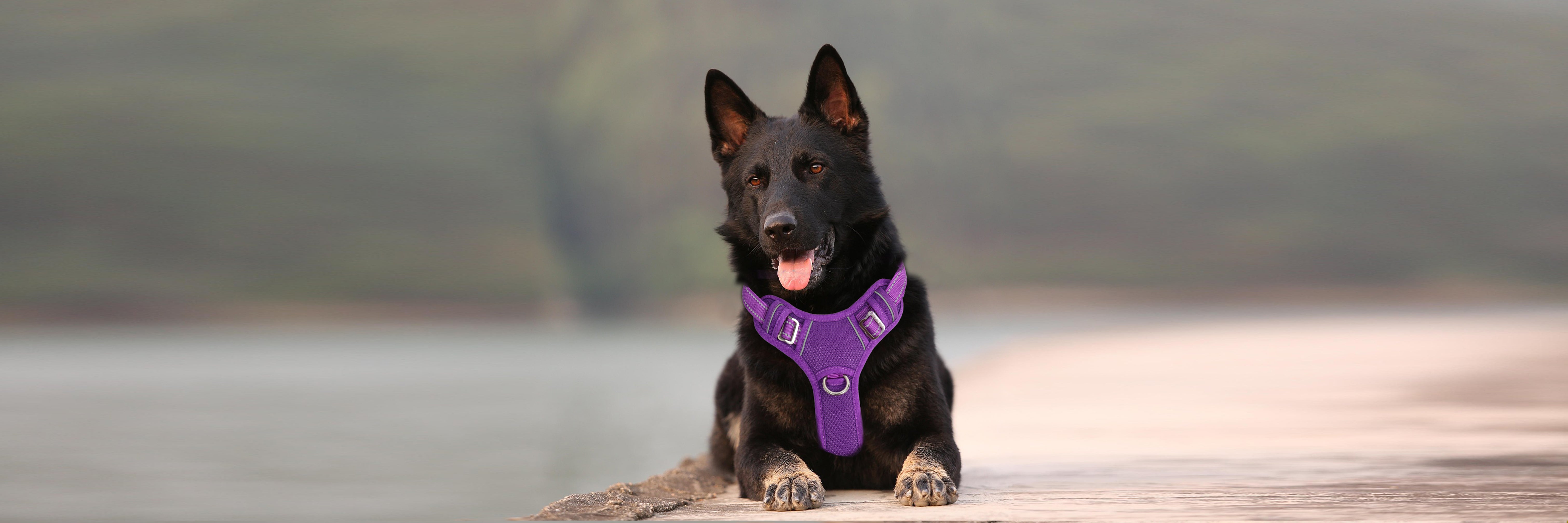 Stay Cool & Comfortable: The Breathable Technology Behind BARKBAY Air No Pull Dog Harness