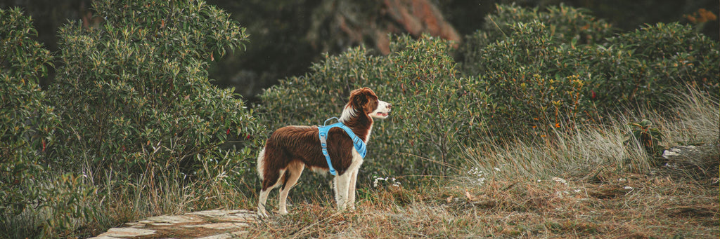 Welcome Your New Furry Friend with BARKBAY’s Essential Gear