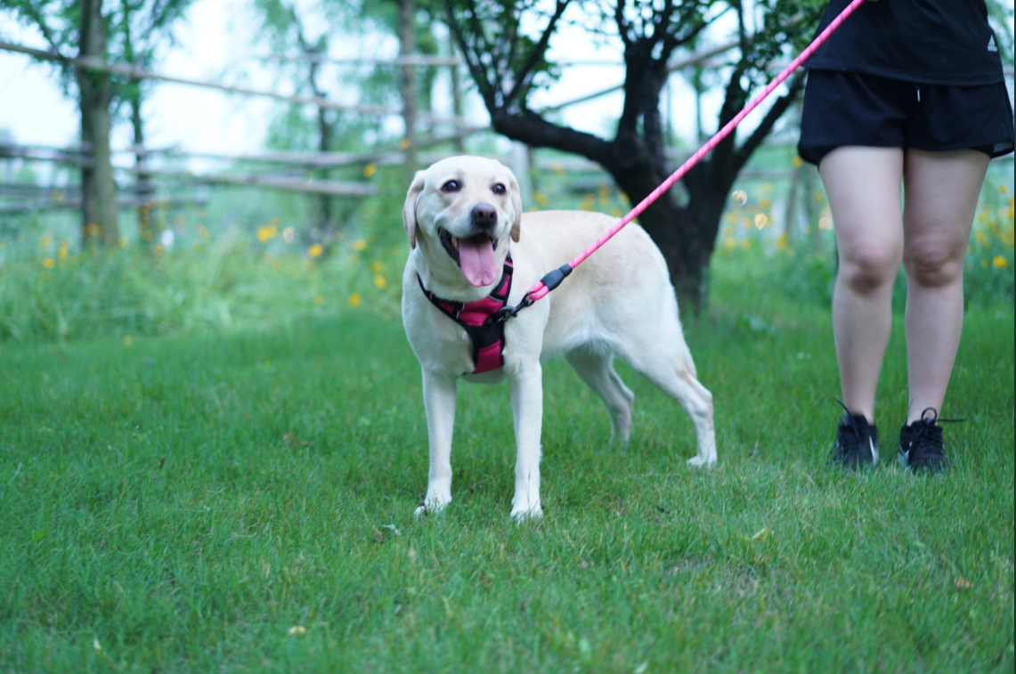 Why My Dog Now Runs Toward the Harness Instead of Away From It 😍🐶