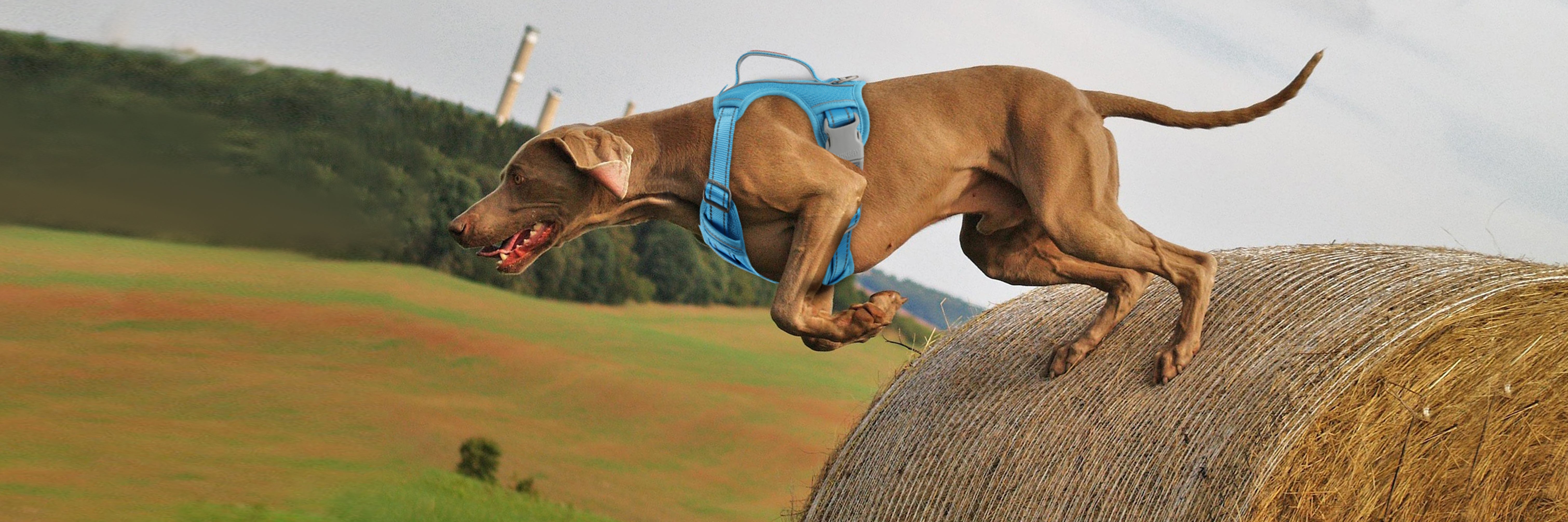 Dog-Friendly Races to Check Out in 2025