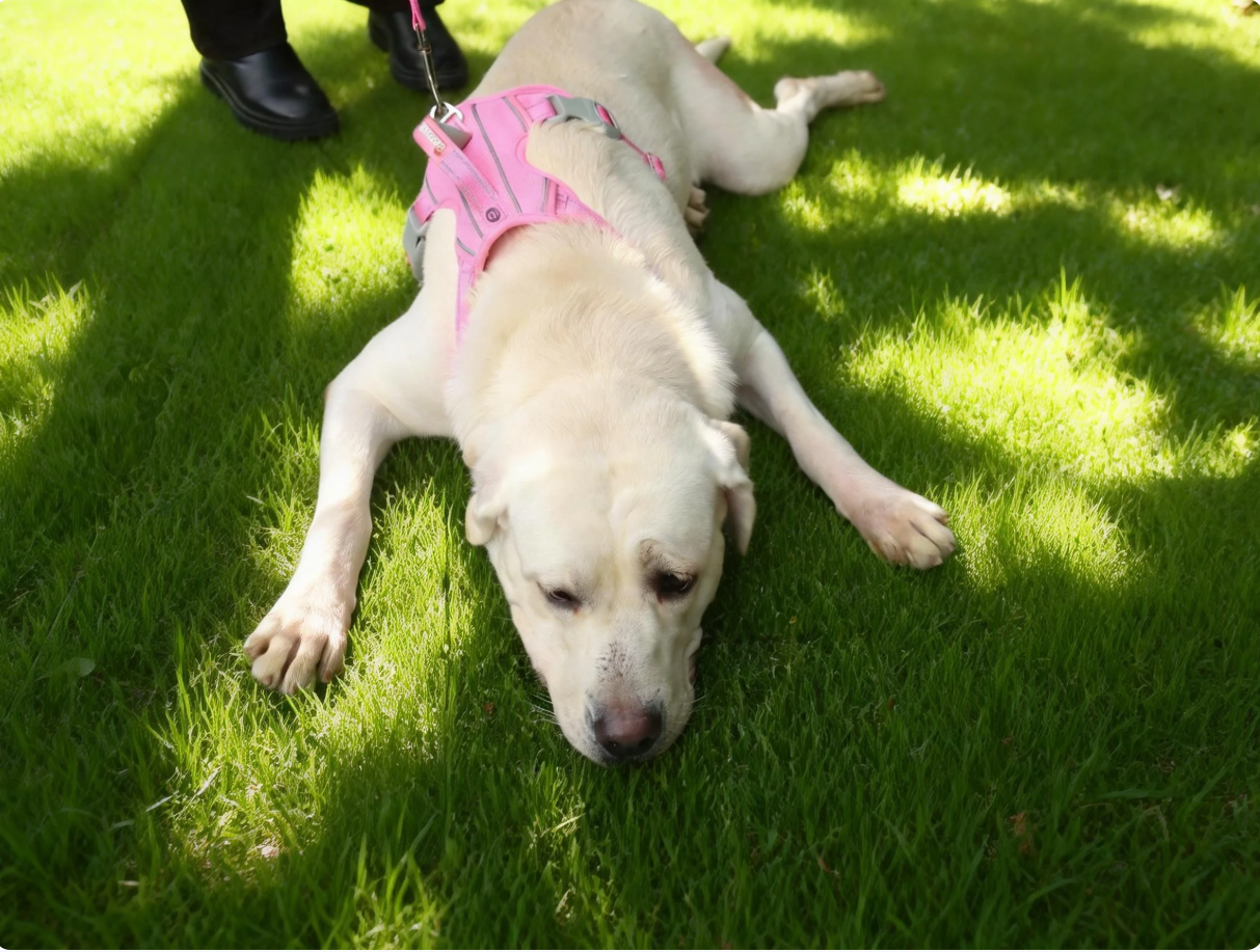 When I Stopped Fighting My Dog—and Changed the Gear Instead 🐕‍🦺