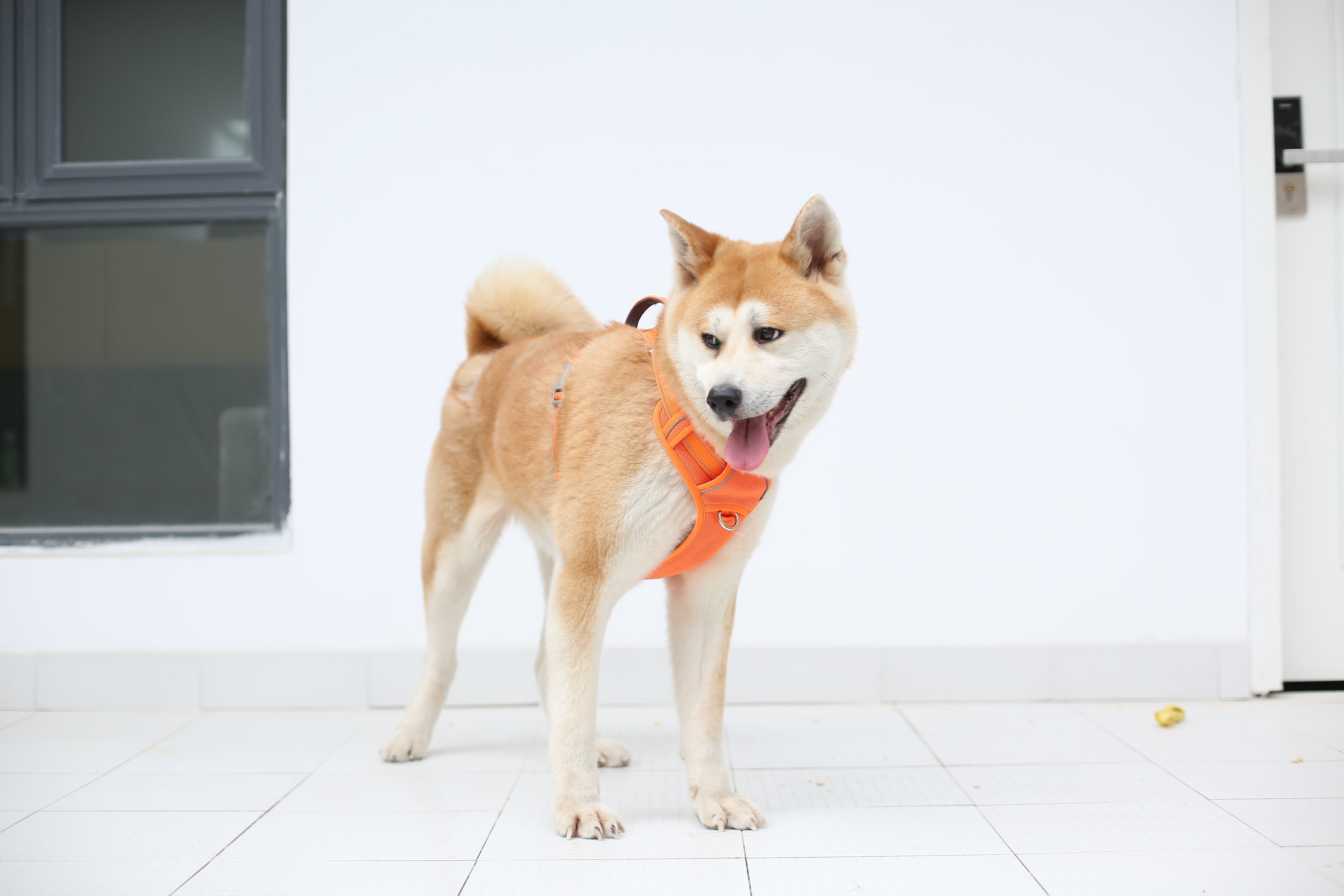 How a Comfortable Harness Turned My Nervous Pup Confident