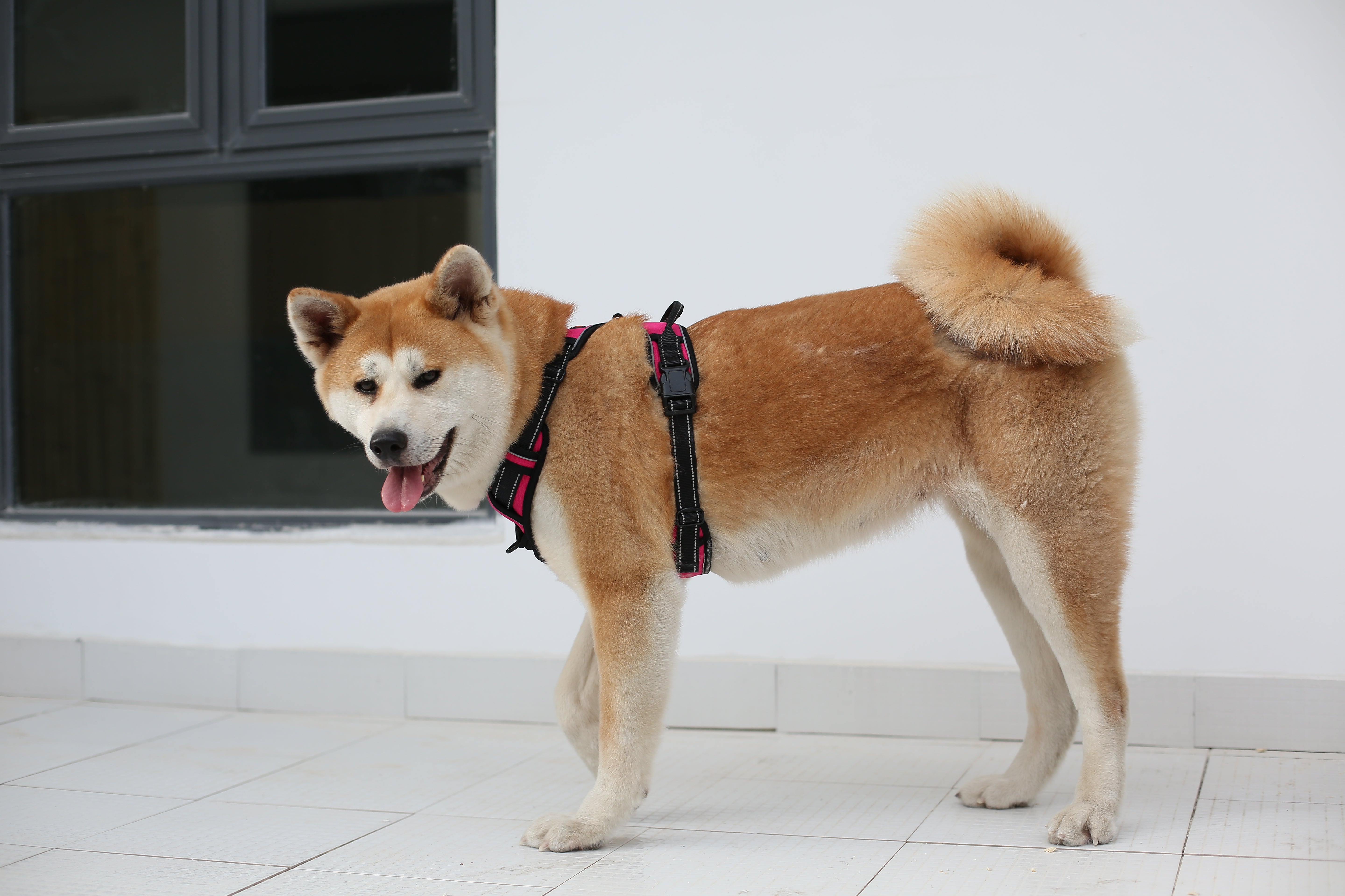 How Our Weekend Adventures Got 10x Better With One Simple Switch 🌄🐶