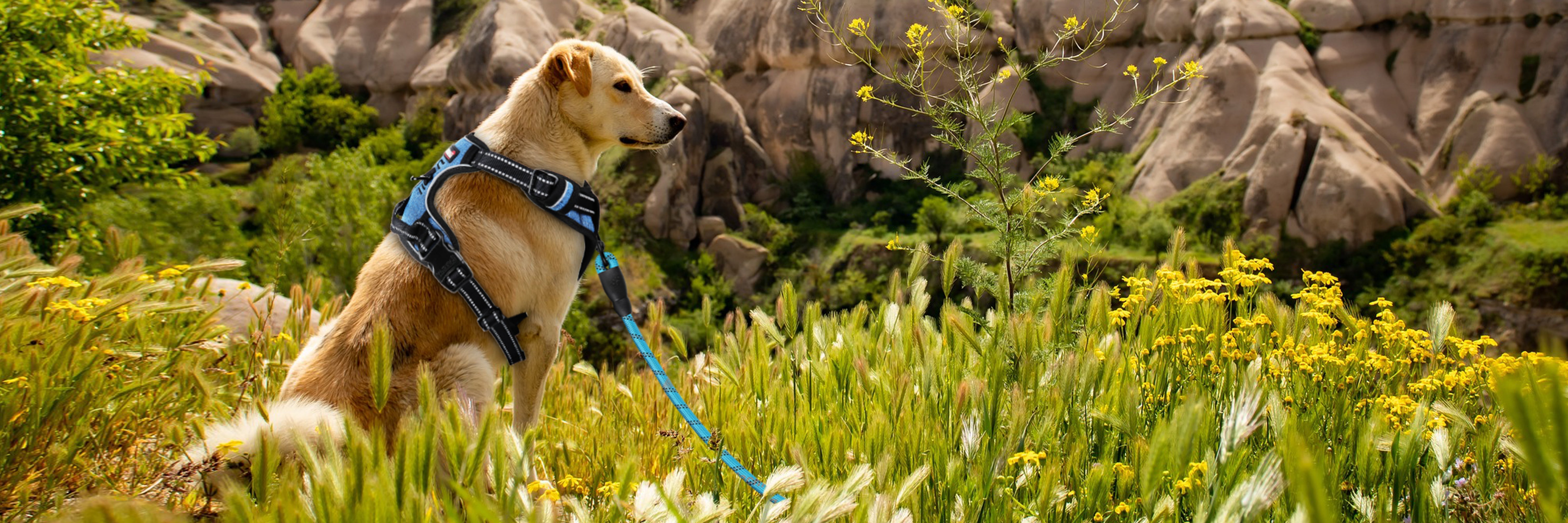 Using the NoPullGuard Dog Harness to Train Your Dog