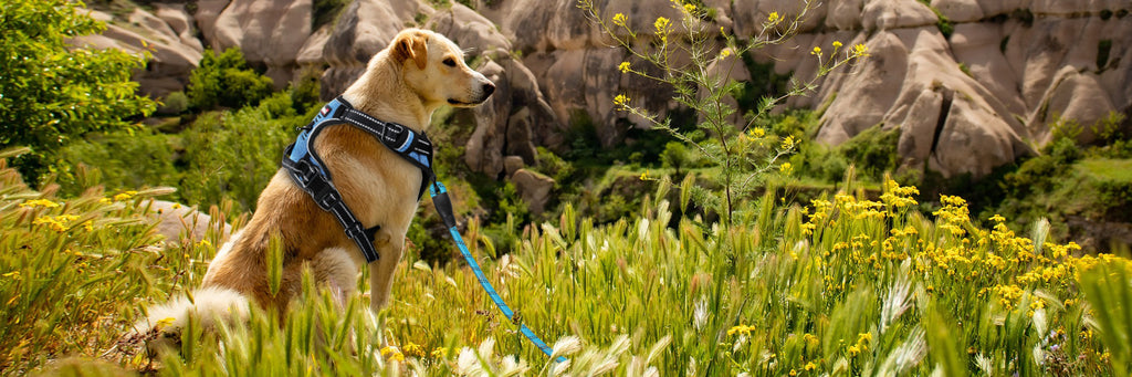 Using the NoPullGuard Dog Harness to Train Your Dog