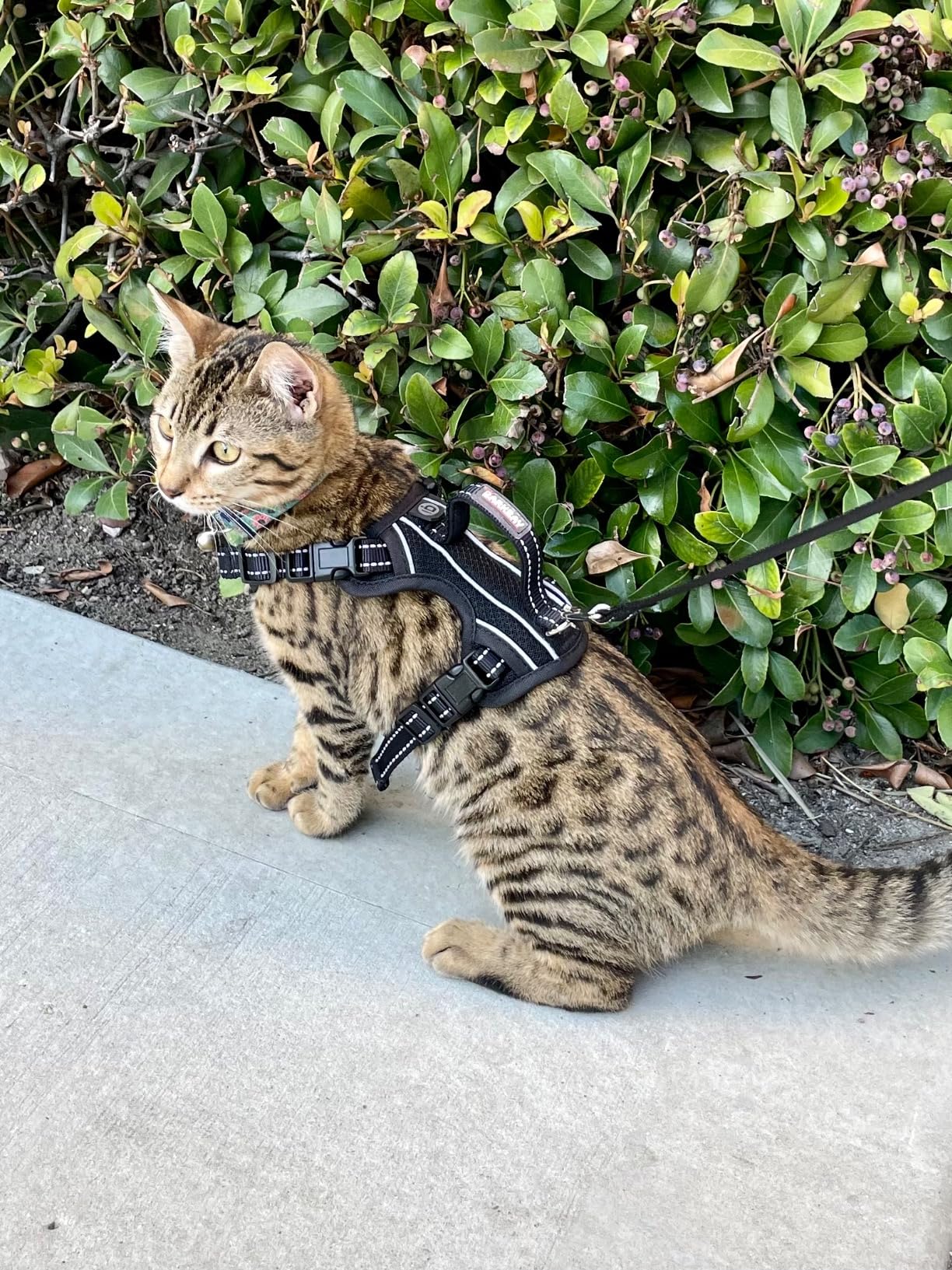 🐾✨ Adventure Begins at Heart! Let Your Furry Friend Explore Freely with BARKBAY Cat Harness! ✨🐾