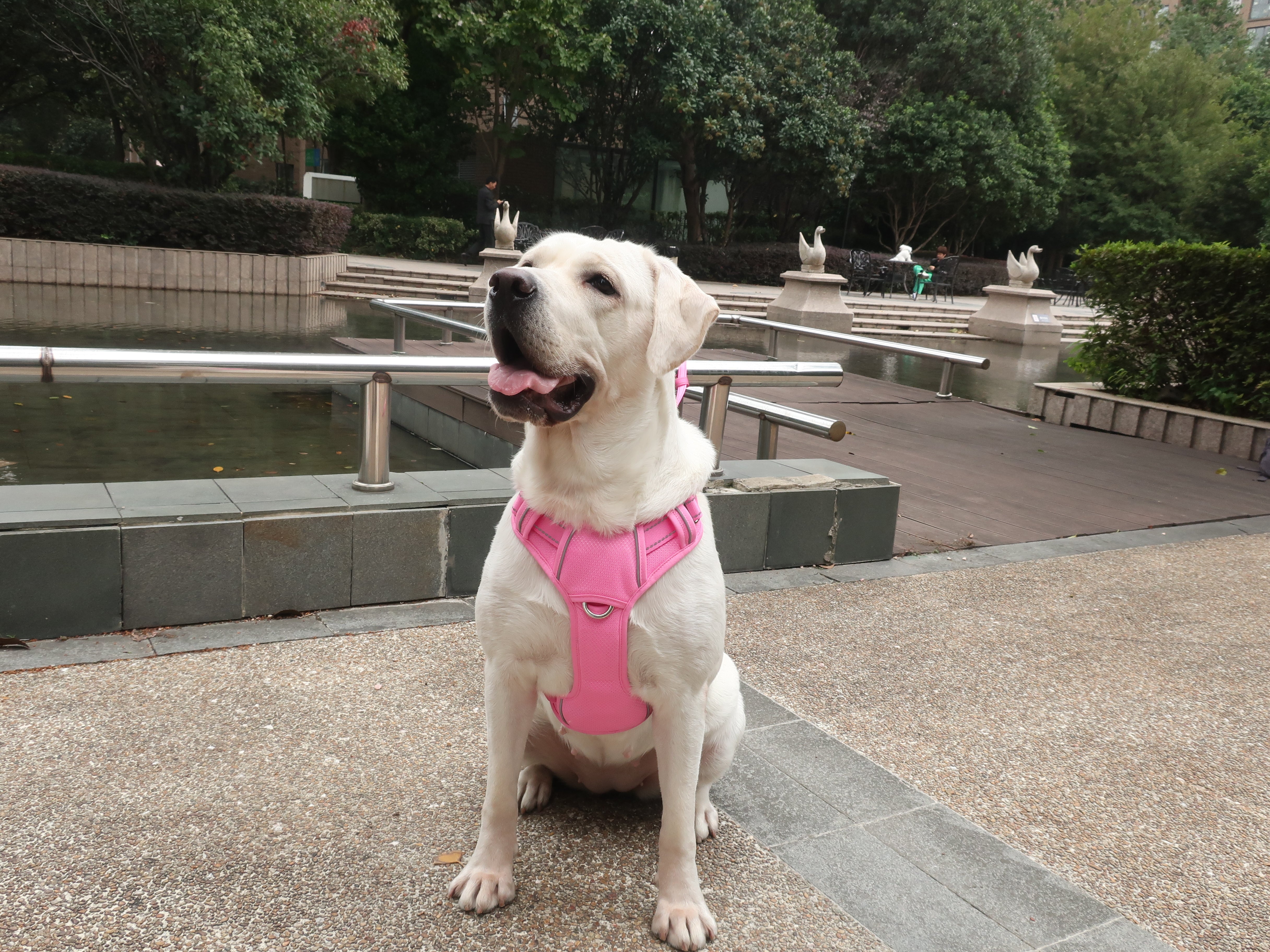 The Harness That Saved Our Morning Walks