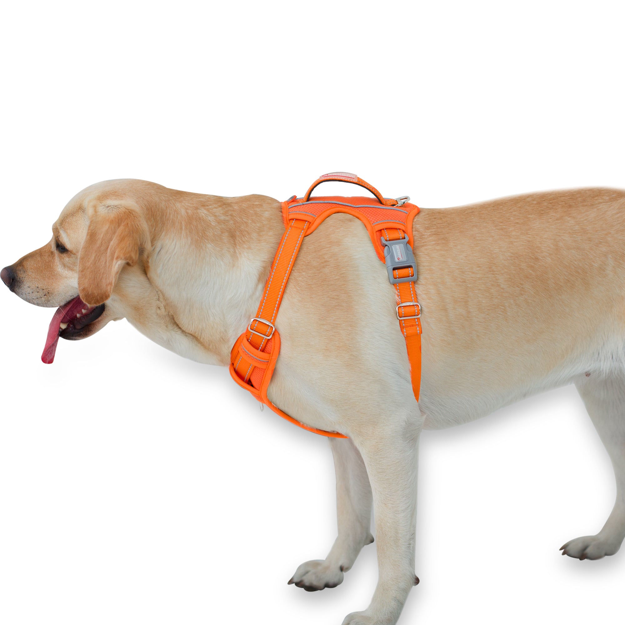 How to fit your dog’s walking harness?