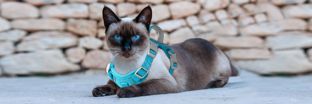 Behind the BARKBAY Cat Harness: Built for Comfort, Inspired by Love