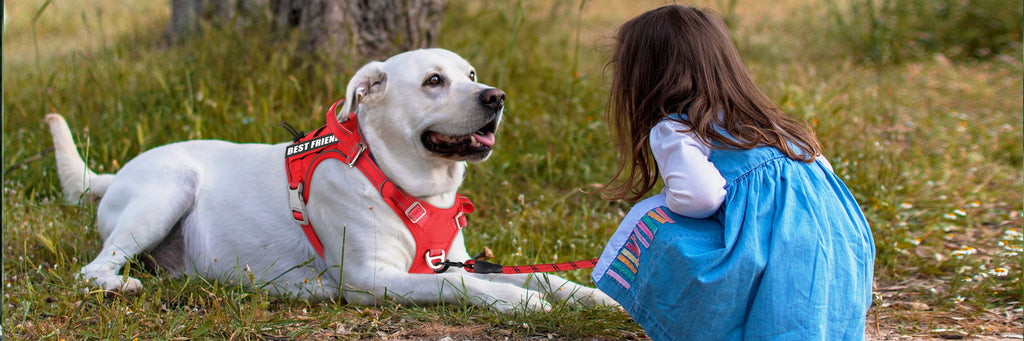 3 Essential Items for Dog Training