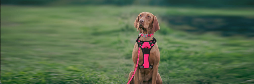 Stay Visible and Safe: BARKBAY High-Visibility Dog Gear Recommendations