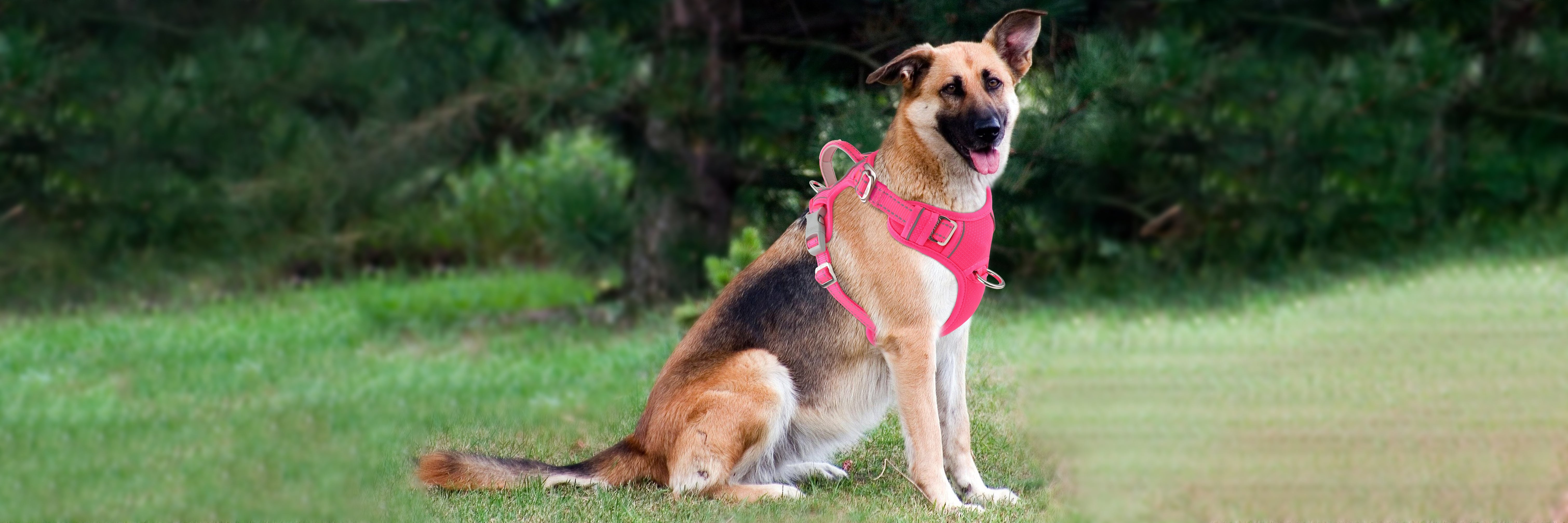 From Struggle to Stroll: How My Dog Finally Accepted a Harness