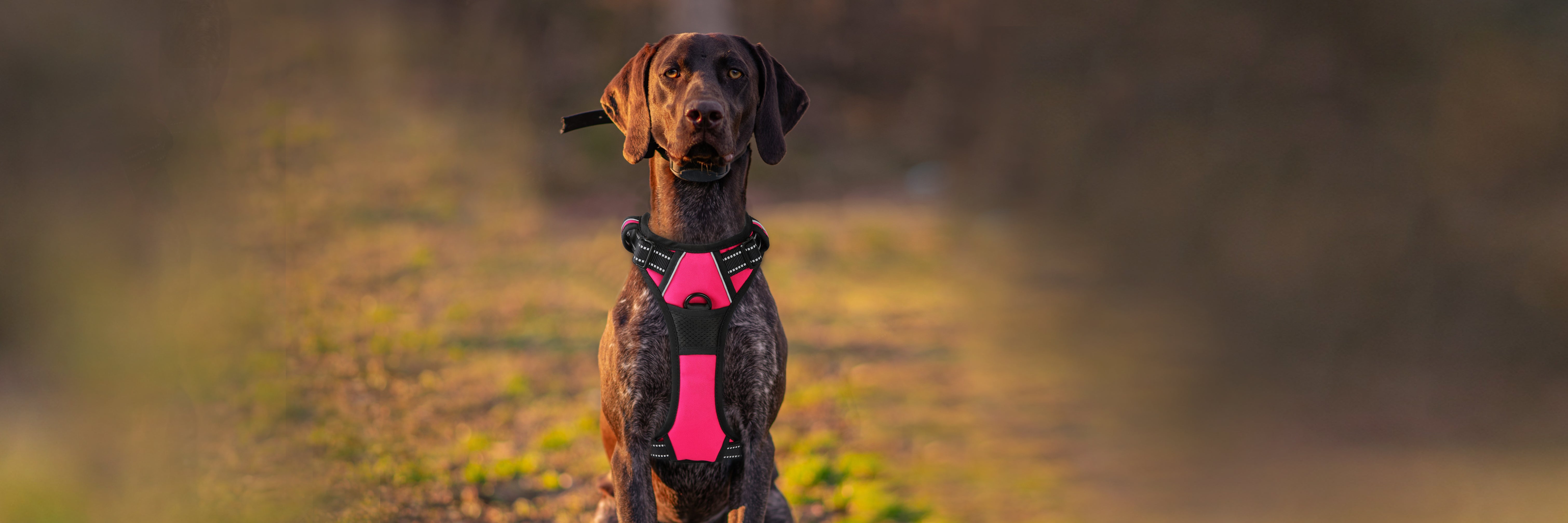 The Perfect Fit: How to Measure Your Dog’s Gear with BARKBAY