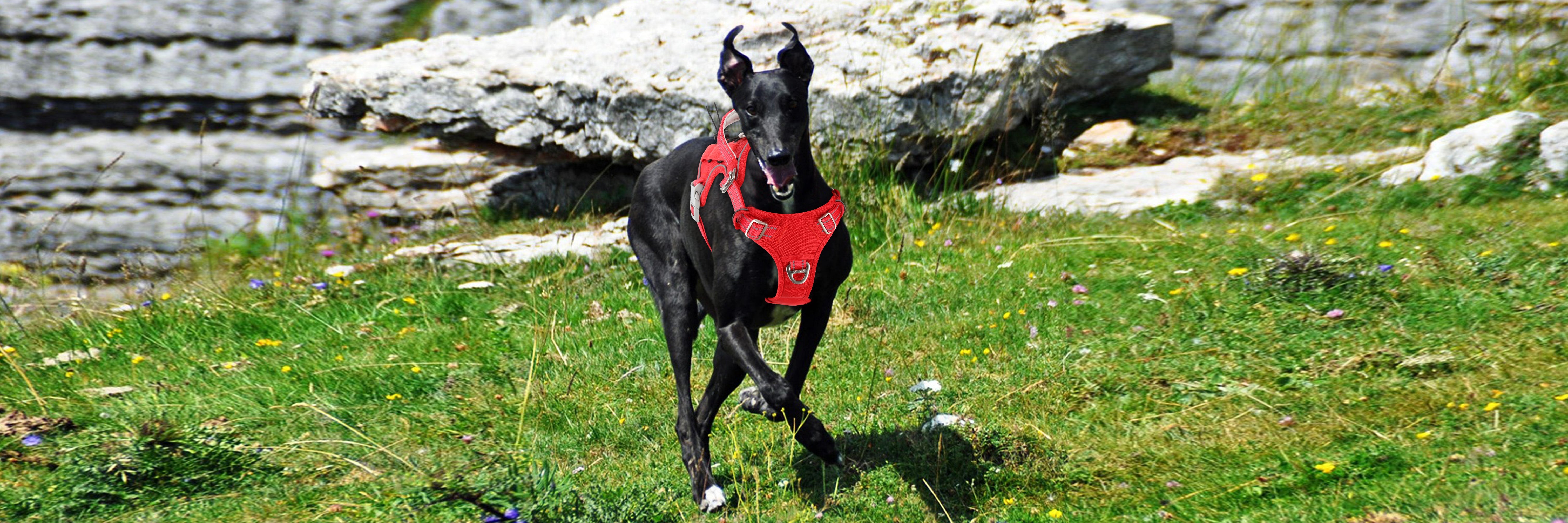 Slow Steps, Deep Bonds: A Gentle Hike With Your Dog