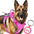 BARKBAY Service Dog Vest Tactical Dog Harness