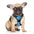 BARKBAY Dog Harness No Pull for Large Dogs