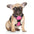 BARKBAY Dog Harness No Pull for Large Dogs