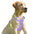 NoPullGuard Dog Harness