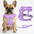 Air NoEscapeX Dog Harness