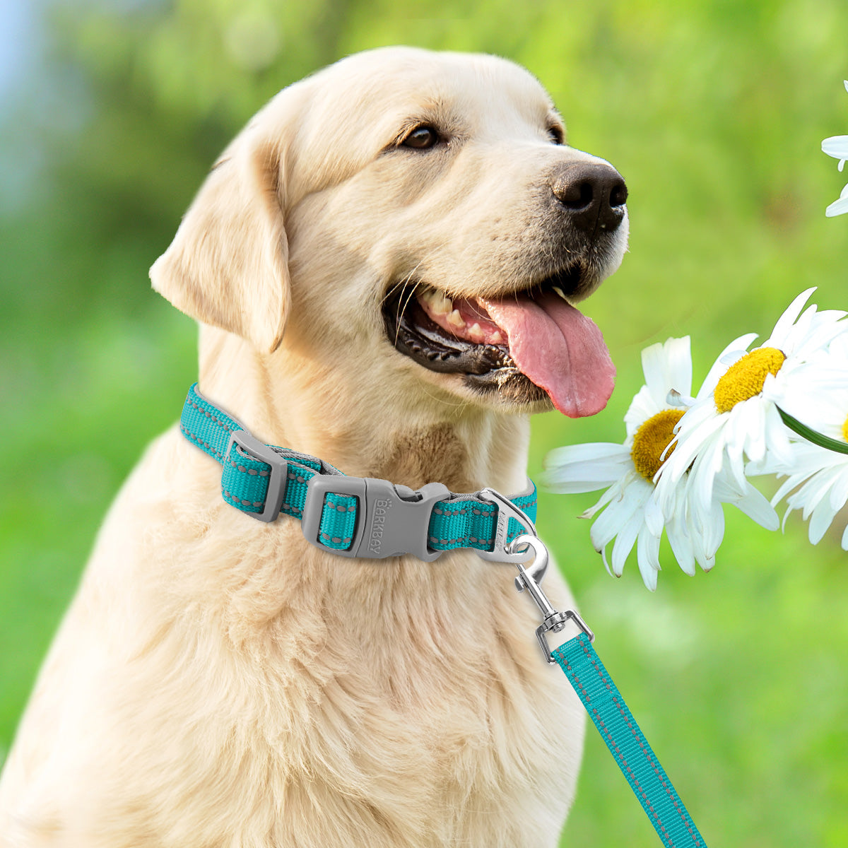 Adventure Dog Collar & Leash Set