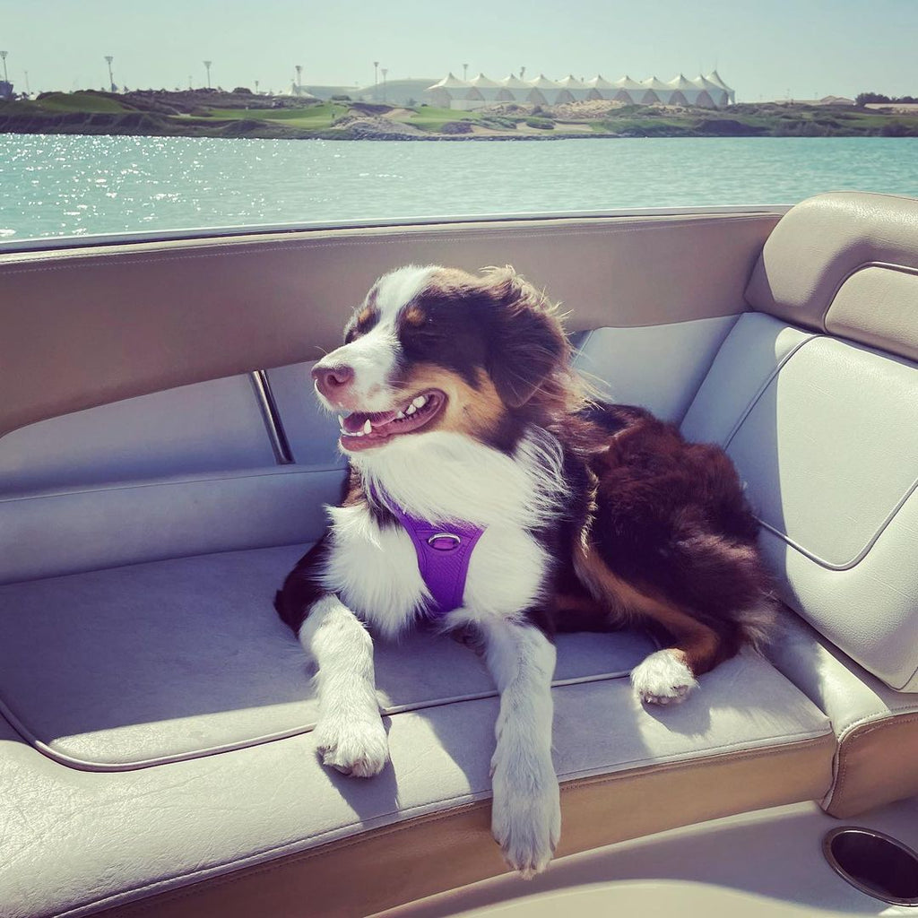 BARKBAY PET