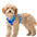 Air No Pull Dog Harness