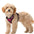 Air No Pull Dog Harness with Patterns
